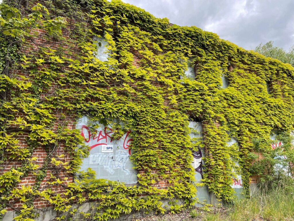 a photograph of an abandoned building in the ghost town of doel. the windows are barricaded and ivy has taken over the entire building