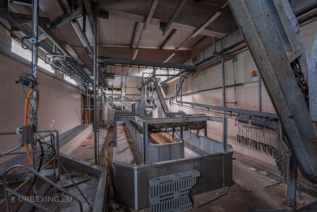 a photograph of the interior of a slaughterhouse. the photo shows a wide view of the machinery, hooks and other equipment that was used to slaughter pigs
